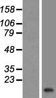 VAMP2 Human Over-expression Lysates NM_014232