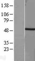 T Human Over-expression Lysates NM_003181