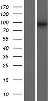 TAF4B Human Over-expression Lysates NM_005640