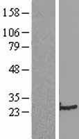 ls006876 sm22 alpha tagln human over expression lysates nm 003186 wb testing 2