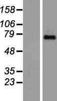 TAF6 Human Over-expression Lysates NM_005641