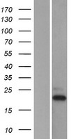 TAF10 Human Over-expression Lysates NM_006284