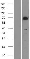 TAK1 (MAP3K7) Human Over-expression Lysates NM_003188