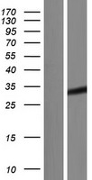 ls006901 taz human over expression lysates nm 181312 wb testing 2