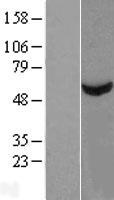 ls006905 tbce human over expression lysates nm 001079515 wb testing 1