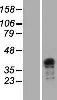 ls006920 tfiish tcea3 human over expression lysates nm 003196 wb testing 1