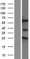 ls006934 tcf7l2 human over expression lysates nm 001198530 wb testing 6