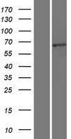 ls006934 tcf7l2 human over expression lysates nm 030756 wb testing 2