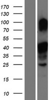 MLX Human Over-expression Lysates NM_170607