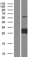 MLX Human Over-expression Lysates NM_198205
