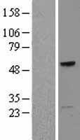 TCN1 Human Over-expression Lysates NM_001062
