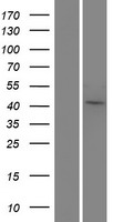 TEAD4 Human Over-expression Lysates NM_201441