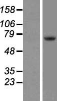 ls007006 tec human over expression lysates nm 003215 wb testing 1