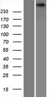 ls007007 tecta human over expression lysates nm 005422 wb testing 1
