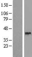 TEF Human Over-expression Lysates NM_003216