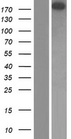 TEP1 Human Over-expression Lysates NM_007110