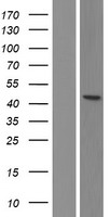 AP2 alpha (TFAP2A) Human Over-expression Lysates NM_001042425
