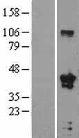 ls007023 tfap4 human over expression lysates nm 003223 wb testing 1