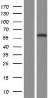 ls007024 cp2c tfcp2 human over expression lysates nm 001173452 wb testing 1
