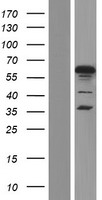 ls007024 cp2c tfcp2 human over expression lysates nm 001173453 wb testing 2