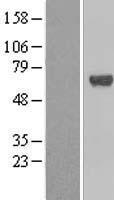 ls007024 cp2c tfcp2 human over expression lysates nm 005653 wb testing 3