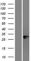 ls007026 nr2f2 human over expression lysates nm 001145155 wb testing 1