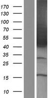ls007026 nr2f2 human over expression lysates nm 021005 wb testing 2
