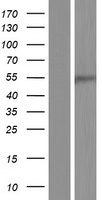ls007029 dp2 tfdp2 human over expression lysates nm 001178139 wb testing 1