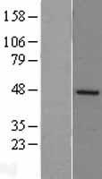 ls007029 dp2 tfdp2 human over expression lysates nm 006286 wb testing 3