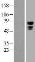 TFE3 Human Over-expression Lysates NM_006521