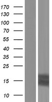 Trefoil Factor 3 (TFF3) Human Over-expression Lysates NM_003226