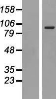 ls007037 cd71 tfrc human over expression lysates nm 003234 wb testing 2
