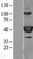 ls007041 hic5 tgfb1i1 human over expression lysates nm 001164719 wb testing 2