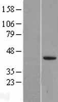 ls007044 lefty2 human over expression lysates nm 003240 wb testing 2