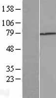 ls007045 tgfbi human over expression lysates nm 000358 wb testing 1