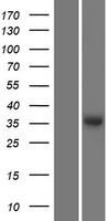ls007066 thrombopoietin thpo human over expression lysates nm 000460 wb testing 2