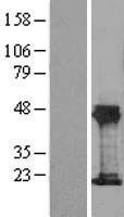 THRSP Human Over-expression Lysates NM_003251