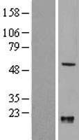 KLF10 Human Over-expression Lysates NM_005655