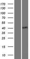 TTF1 (NKX2-1) Human Over-expression Lysates NM_001079668