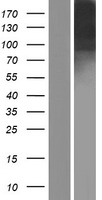ICAM5 Human Over-expression Lysates NM_003259