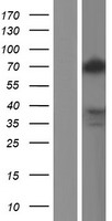 TLE2 Human Over-expression Lysates NM_001144762