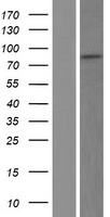 ls007090 tle3 human over expression lysates nm 001105192 wb testing 1