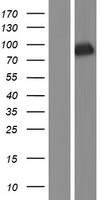 ls007090 tle3 human over expression lysates nm 005078 wb testing 2