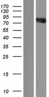 TLE4 Human Over-expression Lysates NM_007005