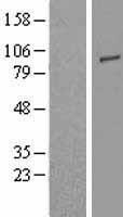 TLR2 Human Over-expression Lysates NM_003264