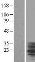 ls007104 tm4sf4 human over expression lysates nm 004617 wb testing 1