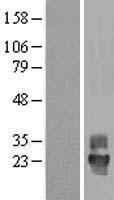 ls007106 tspan4 human over expression lysates nm 001025235 wb testing 3