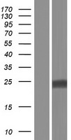 ls007106 tspan4 human over expression lysates nm 001025239 wb testing 6