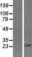 ls007106 tspan4 human over expression lysates nm 003271 wb testing 5