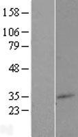 ls007108 tm7sf2 human over expression lysates nm 003273 wb testing 1